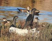 Aves migratorias llegan a la región