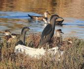 Aves migratorias llegan a la región