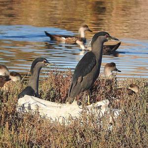 Aves migratorias llegan a la región
