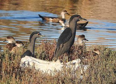 Aves migratorias llegan a la región