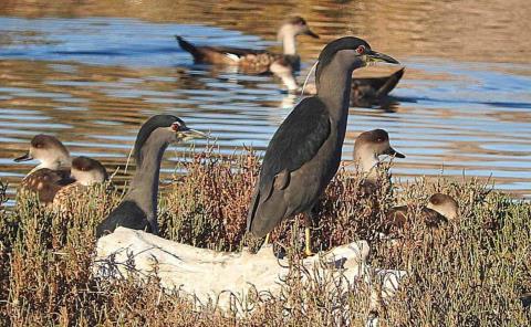 Aves migratorias llegan a la región
