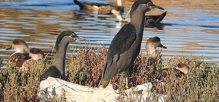 Aves migratorias llegan a la región