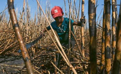 Laboran niños en el corte de caña
