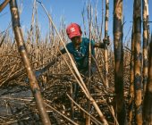 Niños en la zafra      