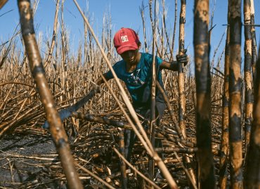 Niños en la zafra      