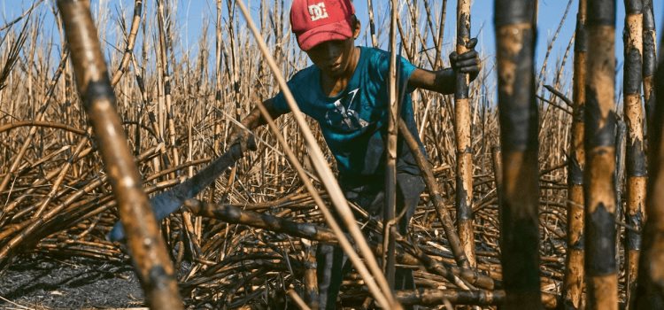 Niños en la zafra      