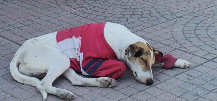 Alimentos mortales para las mascotas