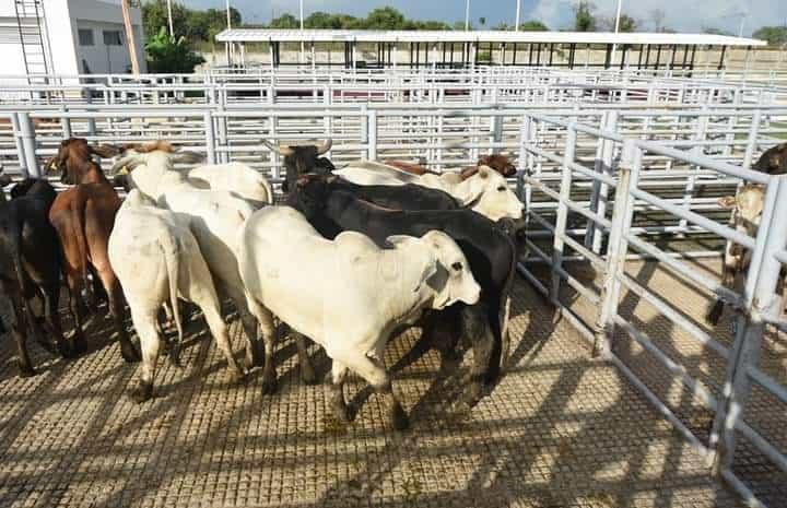 Reforzaron combate a gusano barrenador