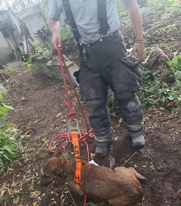 Salvar animales es acto de bondad