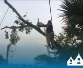 PC retiró árbol a punto de caer