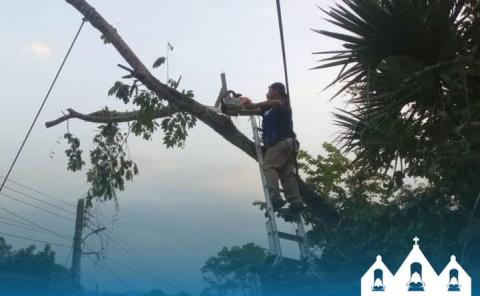 PC retiró árbol a punto de caer
