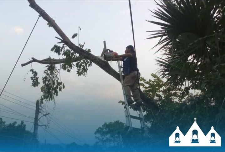 PC retiró árbol a punto de caer