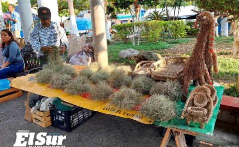 70 artesanos venderán musgo y heno en la Plaza