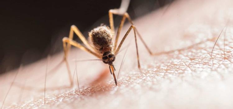Aumenta conjuntivitis por plaga de "jejenes" Aumenta conjuntivitis por plaga de "jejenes"