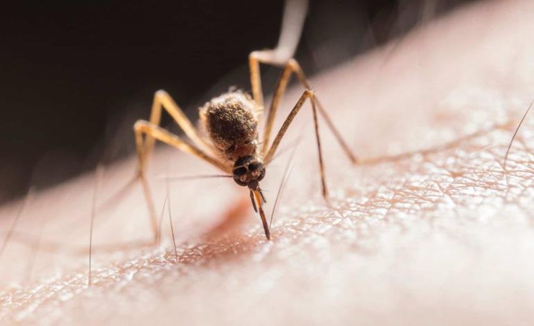 Aumenta conjuntivitis  por plaga de "jejenes"
