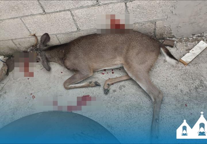 Hallaron a venado mu3rt0 en lote baldío