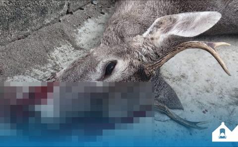 Hallaron a venado mu3rt0 en lote baldío
