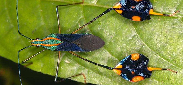 Diversidad de heterópteros Diversidad de heterópteros
