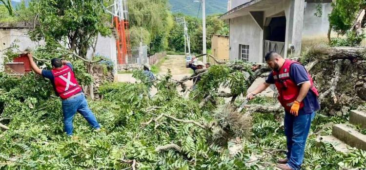 Poda de árboles mejora  seguridad en La Palma