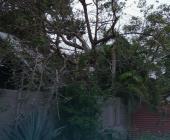 Árbol cayó sobre cables de la CFE