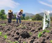 Aumentan precios de los insumos agrícolas 