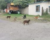 Urge modificar las leyes para ´proteger´ animales