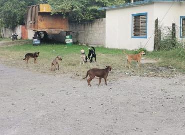 Urge modificar las leyes para ´proteger´ animales