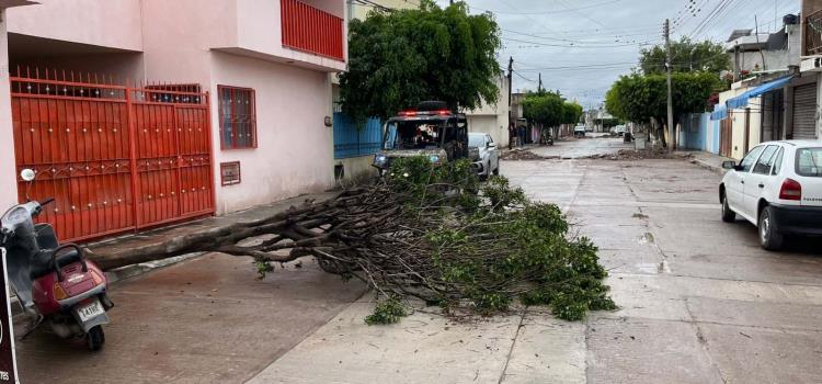 Árboles y cableado caídos por lluvias     