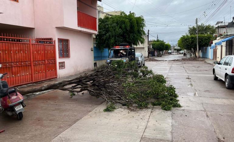 Árboles y cableado caídos por lluvias     