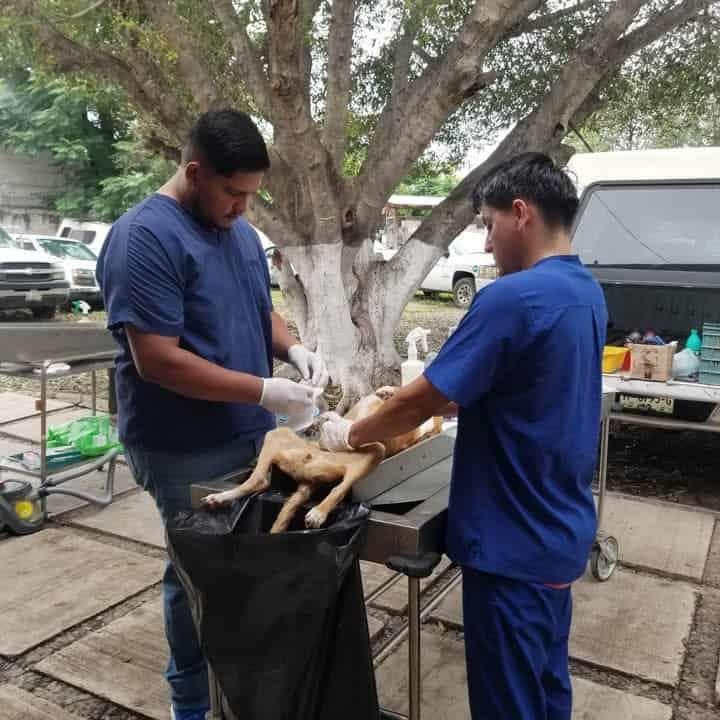 Campaña de esterilización continuará en Enero Campaña de esterilización continuará en Enero