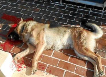 Sacrificaron perro en altar de capilla      