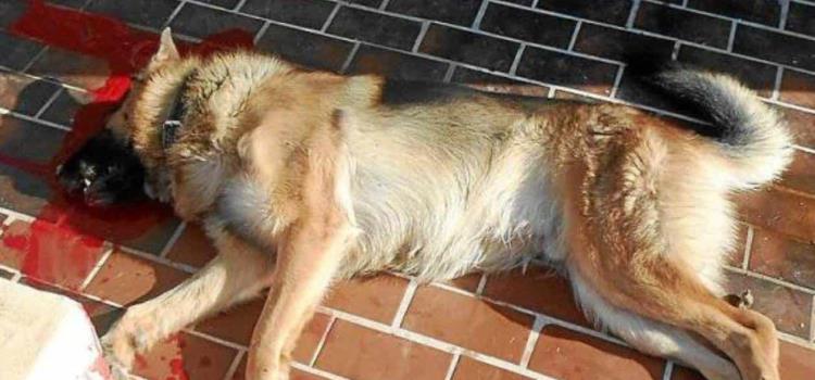 Sacrificaron perro en altar de capilla      