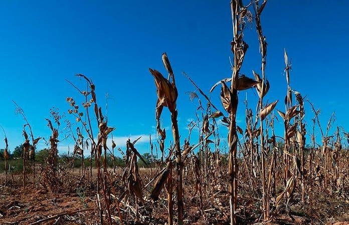 Inversiones clave para el sector rural