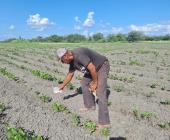 Combaten mosca blanca en el frijol