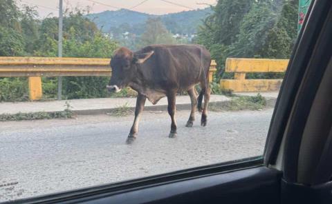 Animales sueltos en la vía, son causa de accidentes
