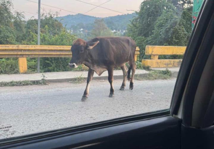 Animales sueltos en la vía, son causa de accidentes