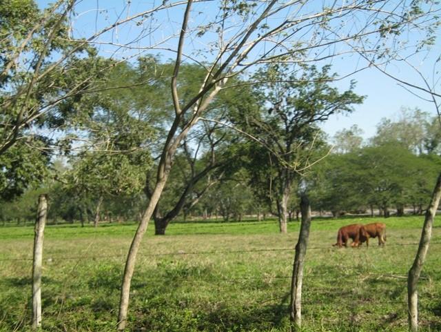 Pronostican falta de pasto para ganado 