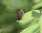 Mariposas sedosas al borde de la extinción