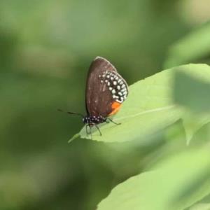 Mariposas sedosas al borde de la extinción
