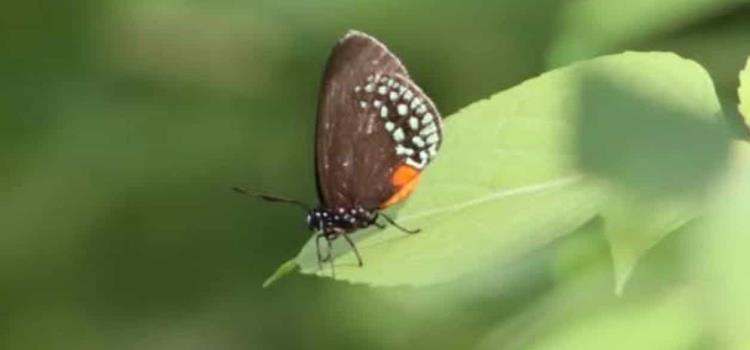 Mariposas sedosas al borde de la extinción