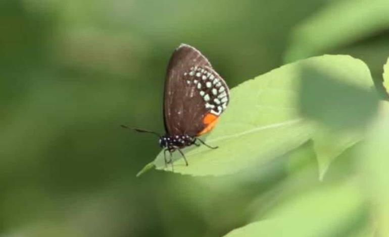 Mariposas sedosas al borde de la extinción