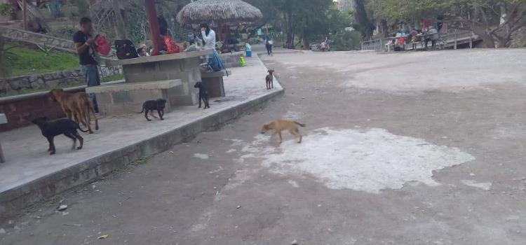 Perritos abandonados en paraje Media Luna 