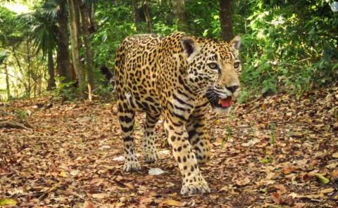 Exigen castigo a sujeto que mató a Jaguar en la huasteca potosina