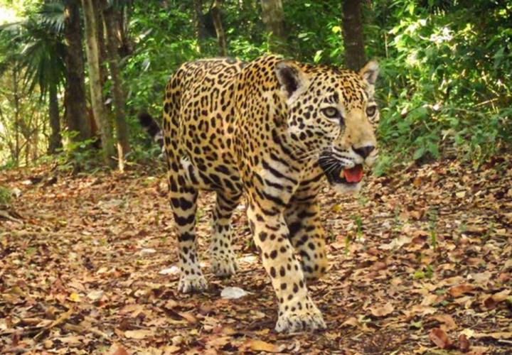 Exigen castigo a sujeto que mató a Jaguar en la huasteca potosina