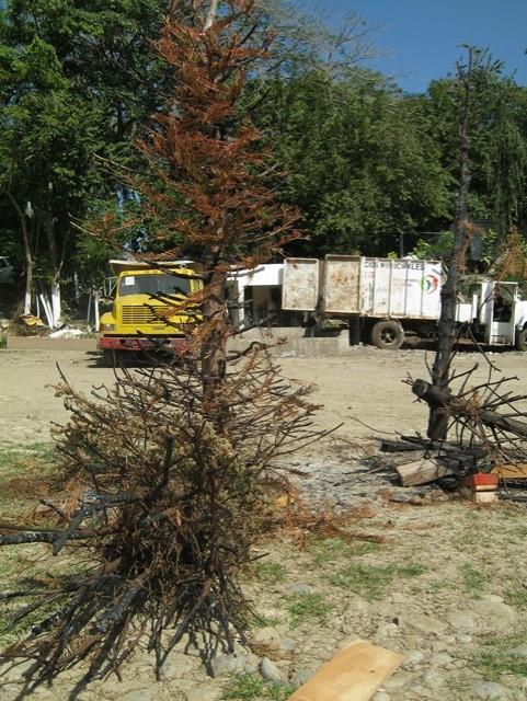 Basura navideña atasca la ciudad 