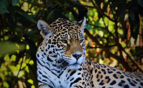 Presenta Profepa denuncia penal contra asesino de jaguar en la Huasteca