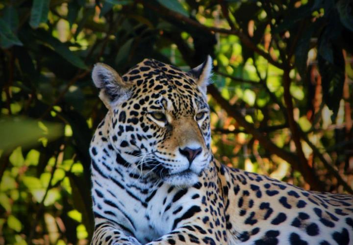 Presenta Profepa denuncia penal contra asesino de jaguar en la Huasteca