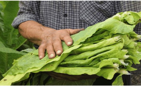 Buscan comunidades producir el Tabaco 
