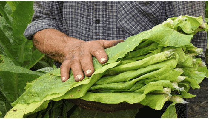 Buscan comunidades producir el Tabaco 