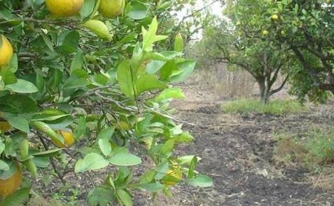 Plaga de cítricos continúa en ZM
